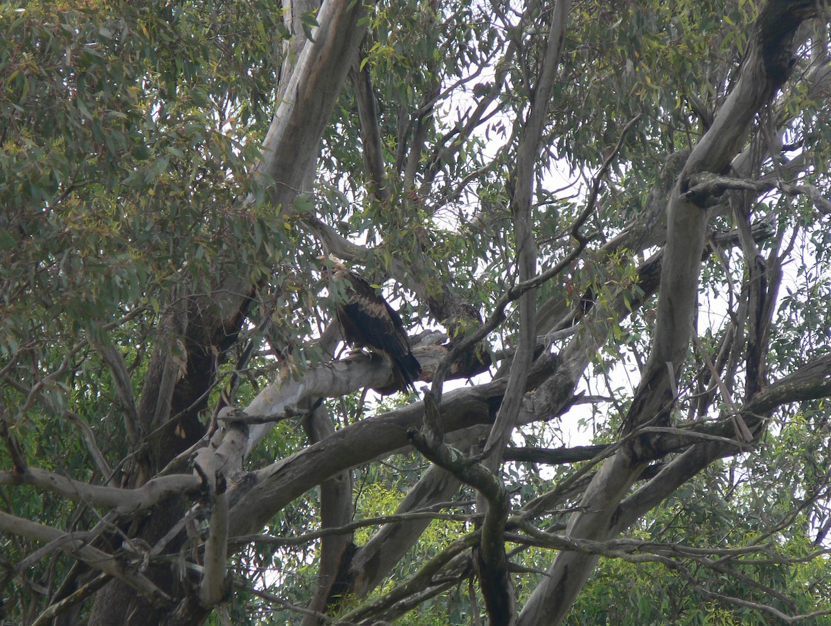 Águila Audaz - ML253057531