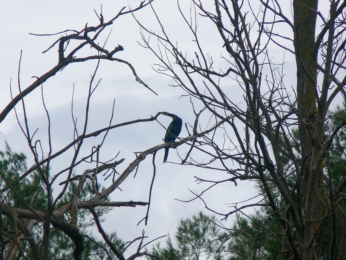 Anhinga d'Australie - ML253057991