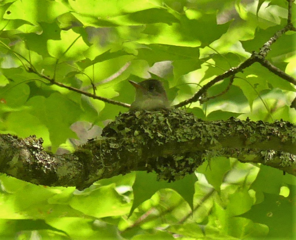 Eastern Wood-Pewee - ML253058651