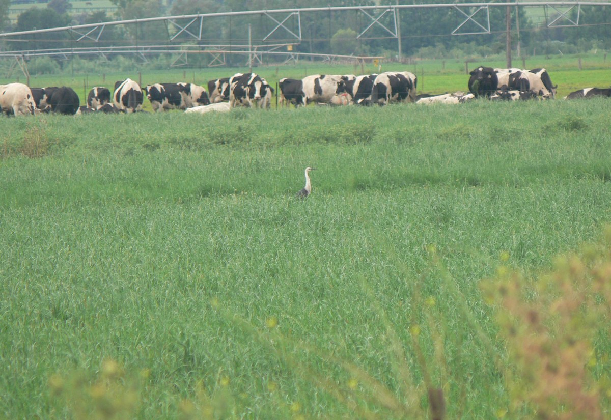 Garza Cuelliblanca - ML253058801