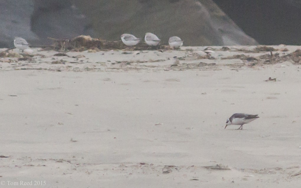 Red Phalarope - ML25305931