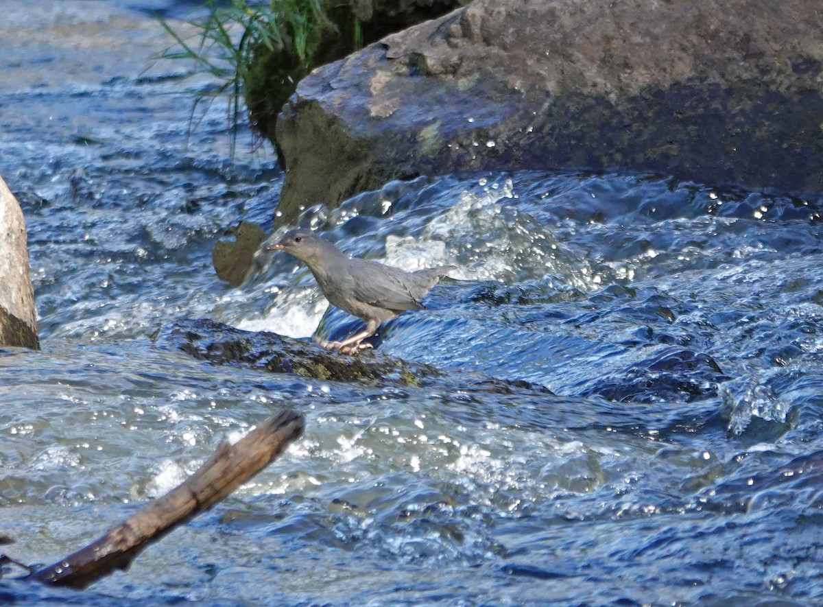 American Dipper - ML253060671