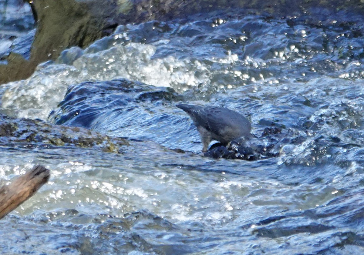 American Dipper - ML253060821