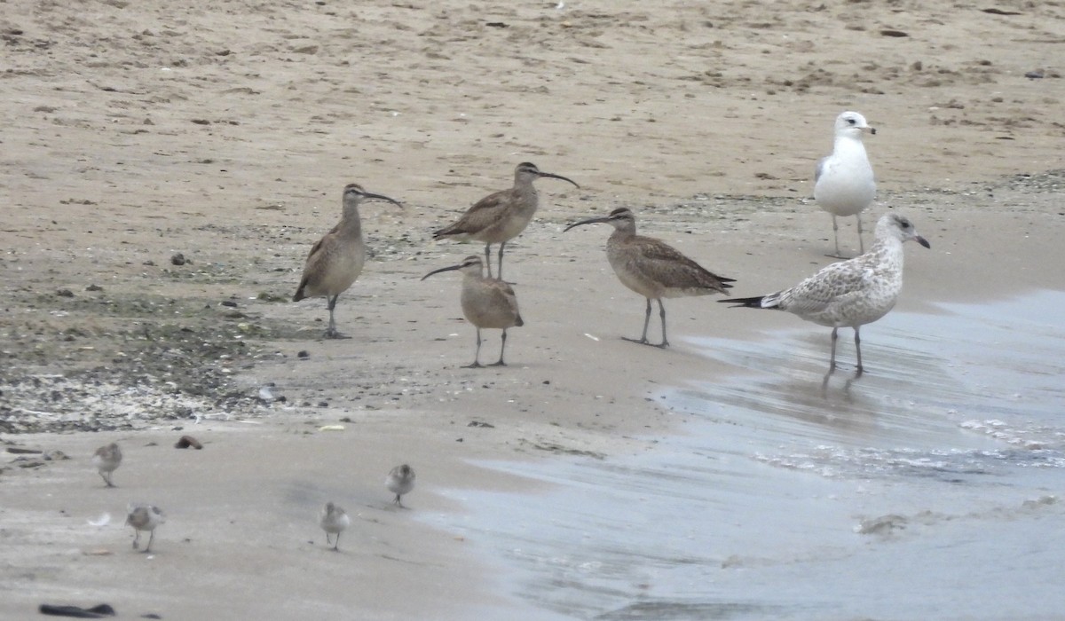 Whimbrel - ML253060921