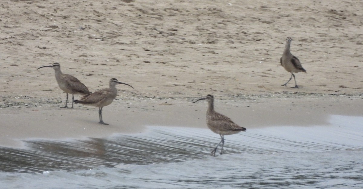 Whimbrel - ML253060931