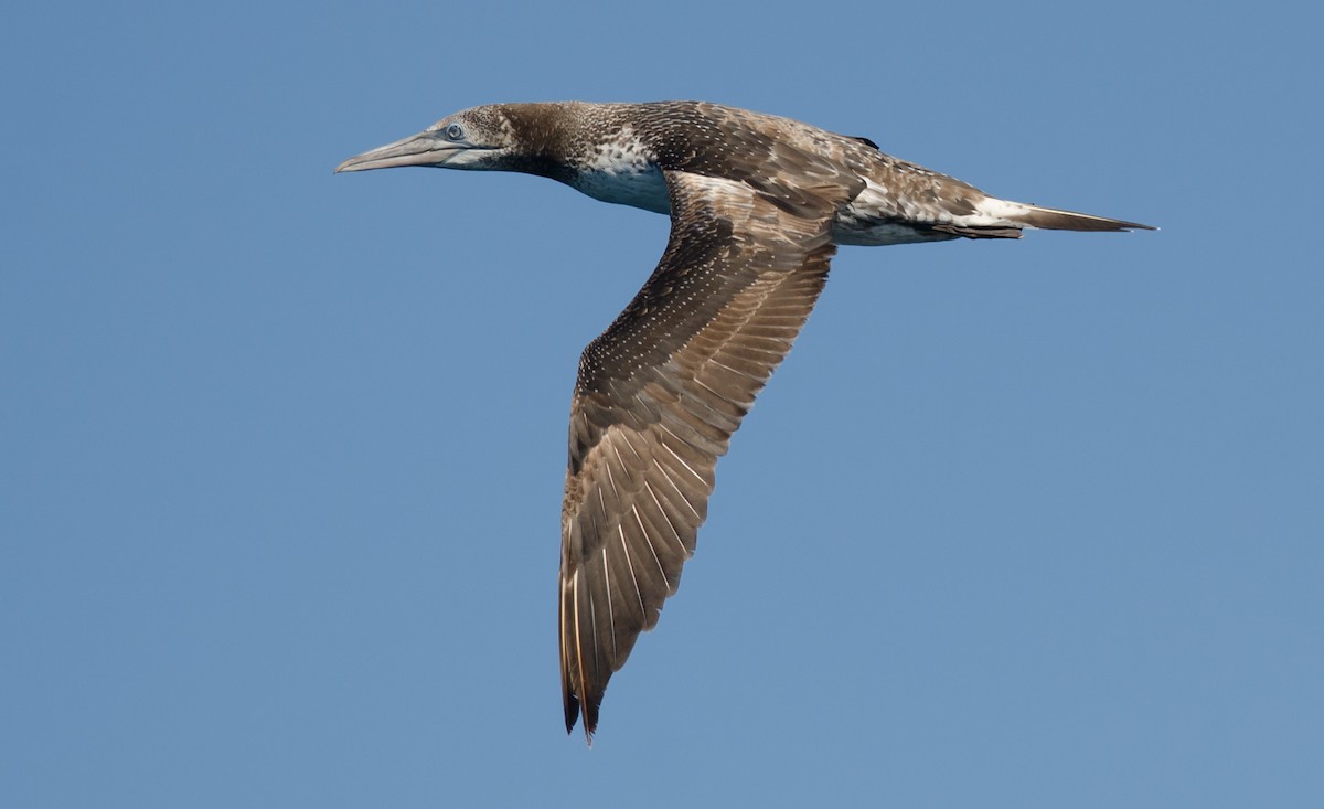 Northern Gannet - ML253064041