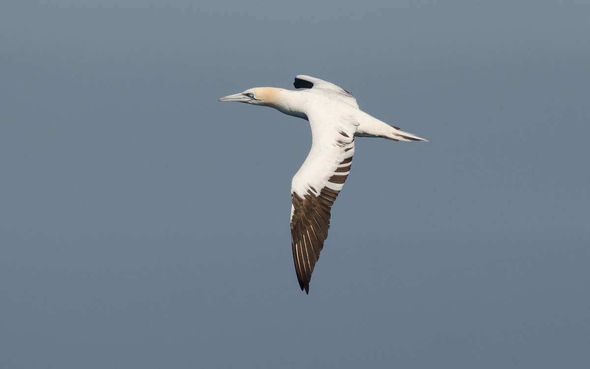 Northern Gannet - ML253064091