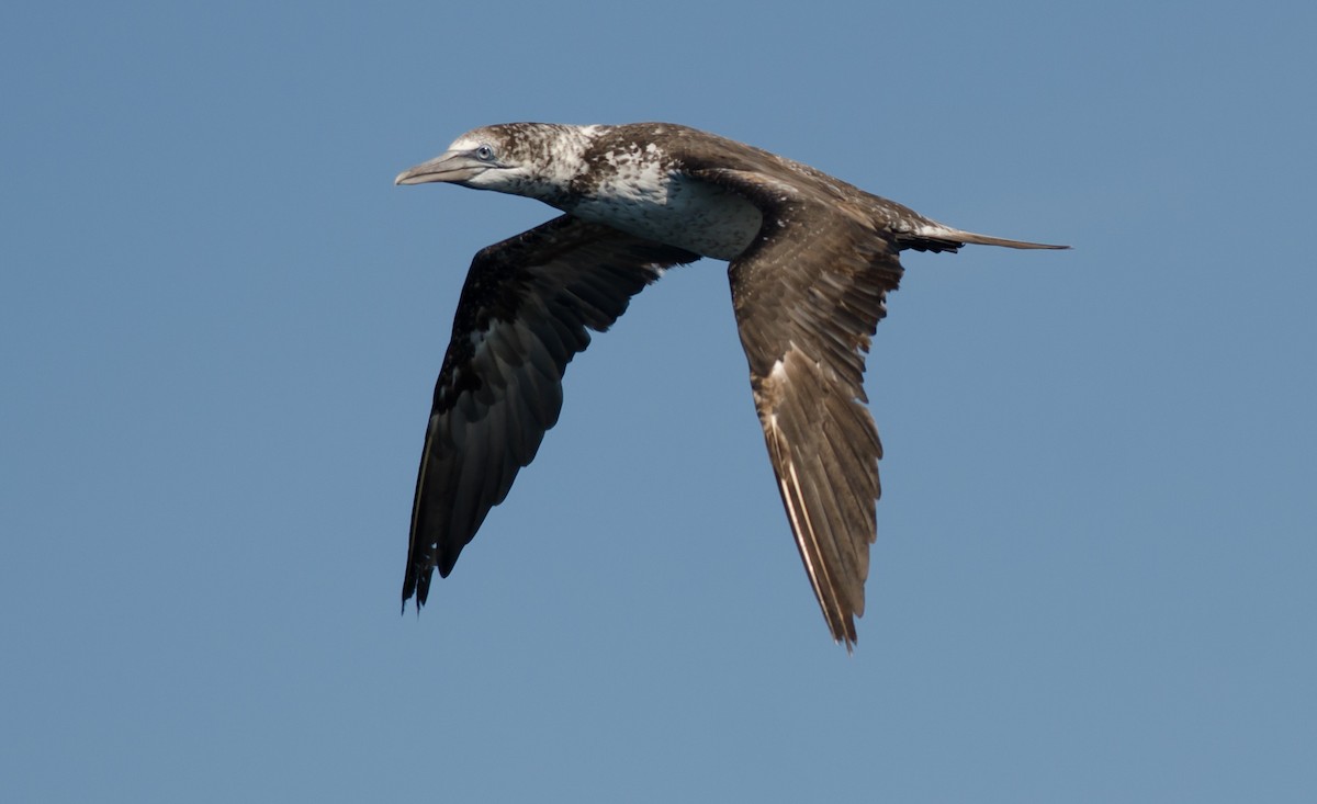 Northern Gannet - ML253064141