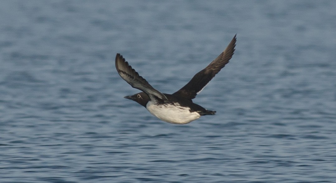 Common Murre - ML253064511