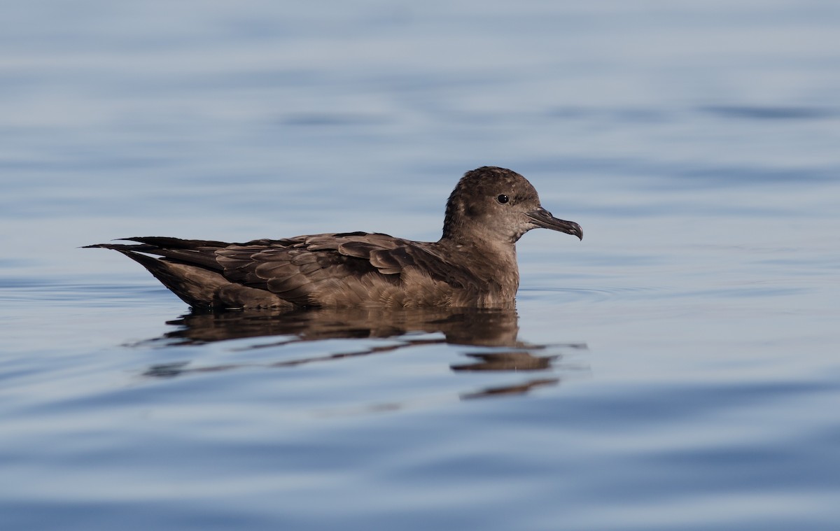 Sooty Shearwater - ML253064571