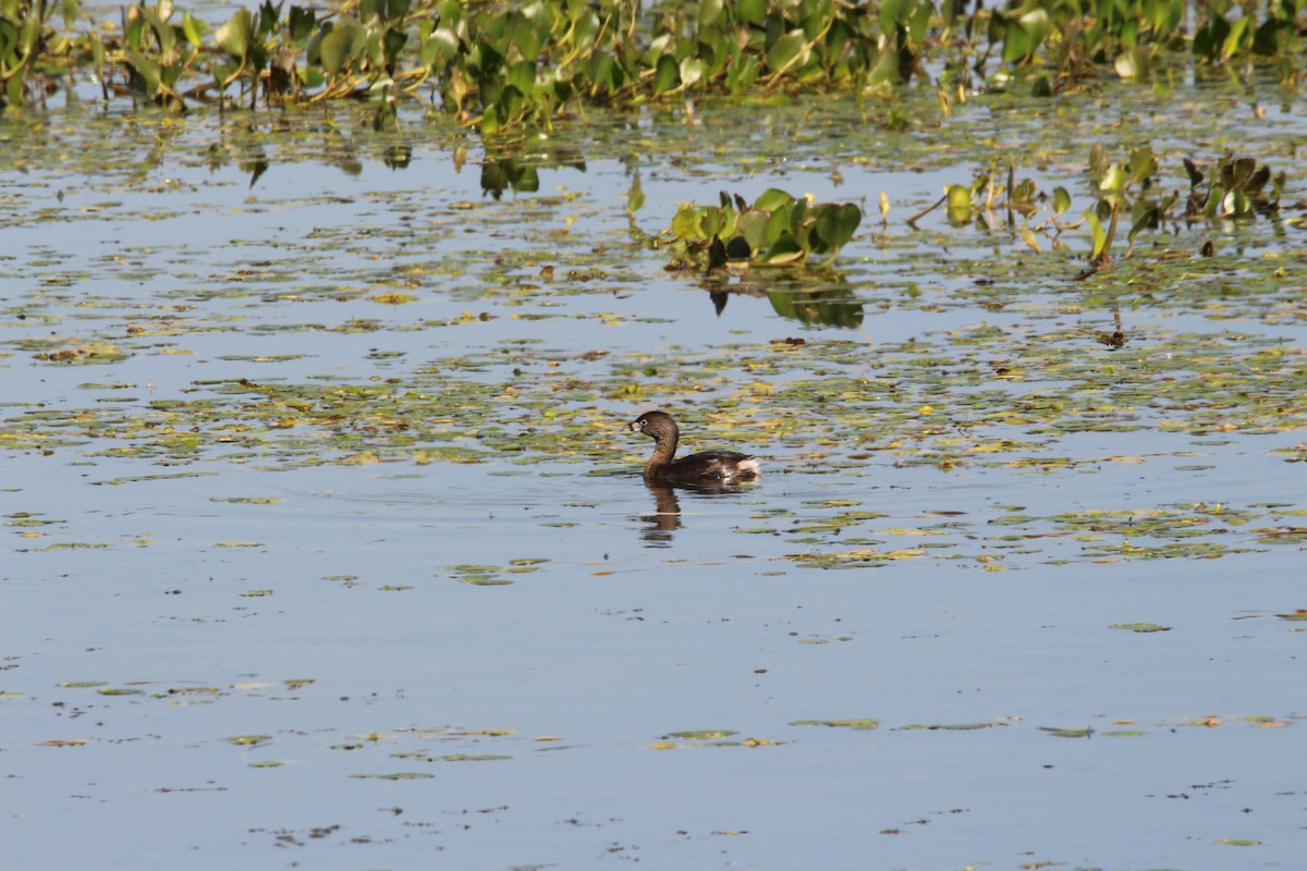 Pied-billed Grebe - Haydee Cabassi