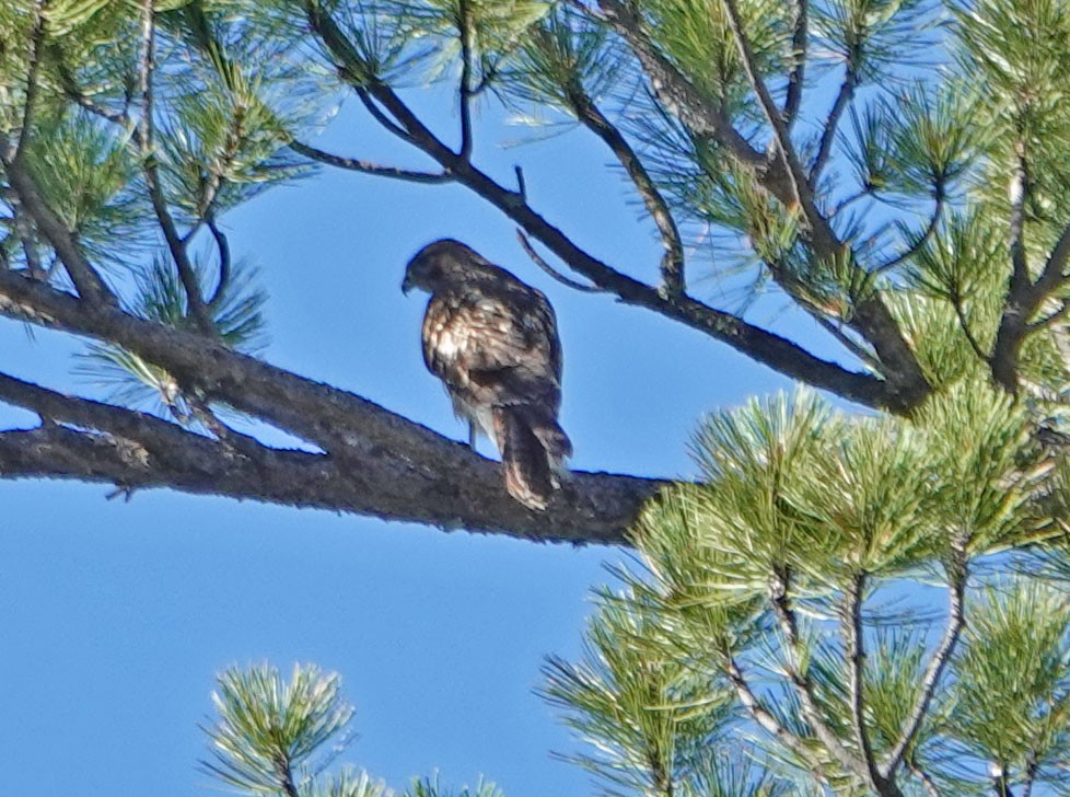 Red-tailed Hawk - ML253065271