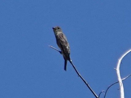 Olive-sided Flycatcher - ML253065351