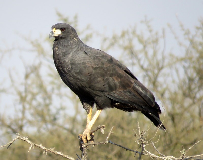 Great Black Hawk - Juan Muñoz de Toro