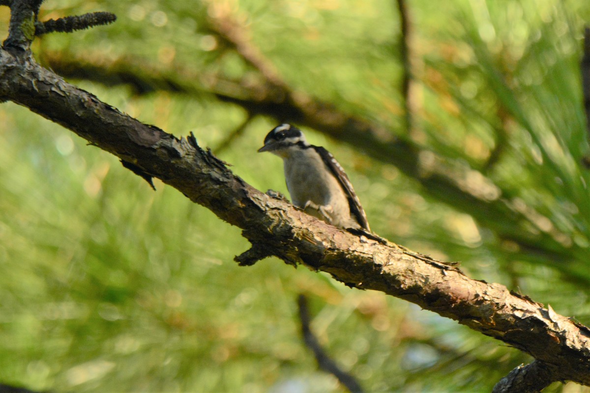 Downy Woodpecker - John Swenfurth