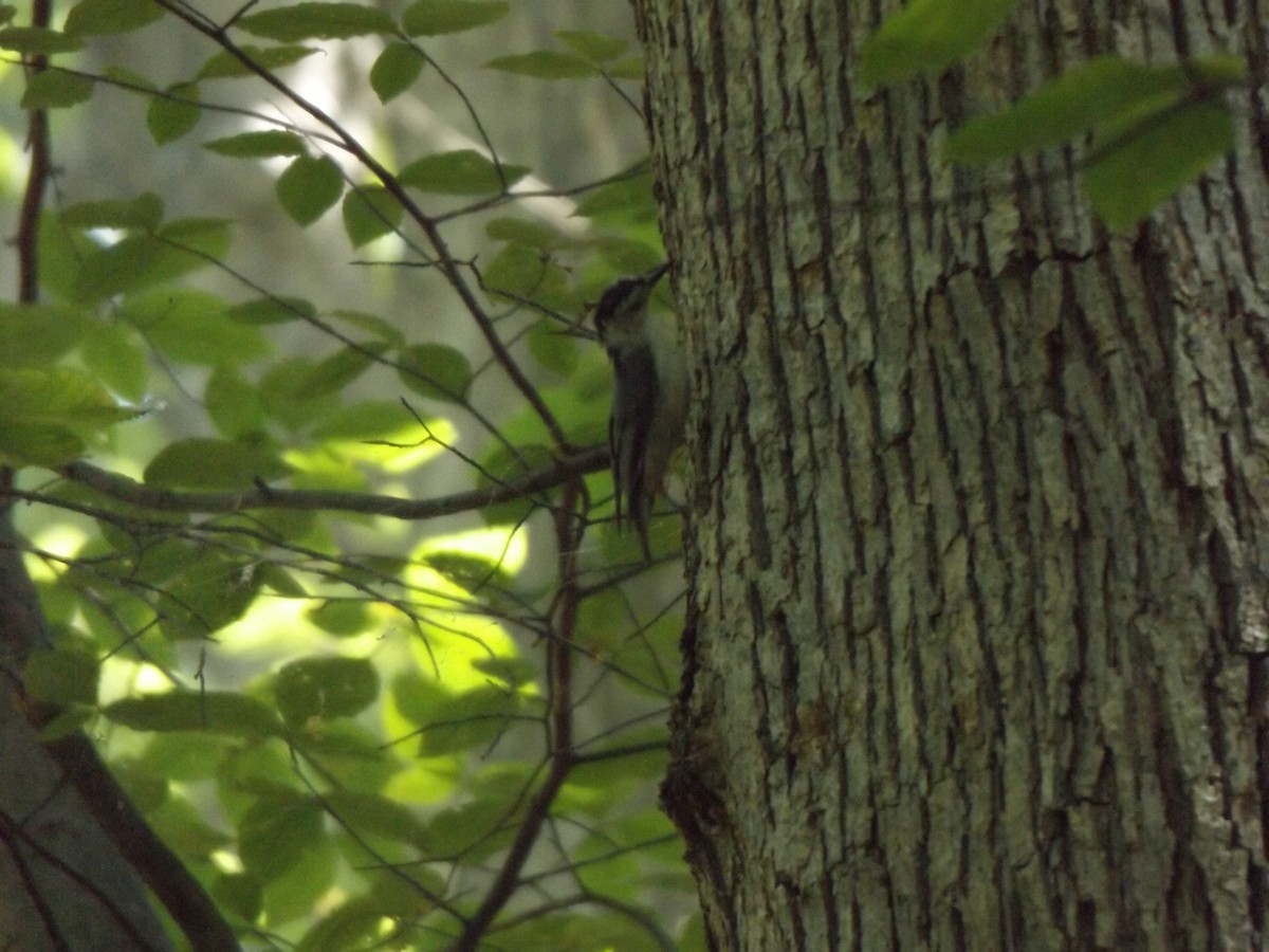 White-breasted Nuthatch - ML253071641