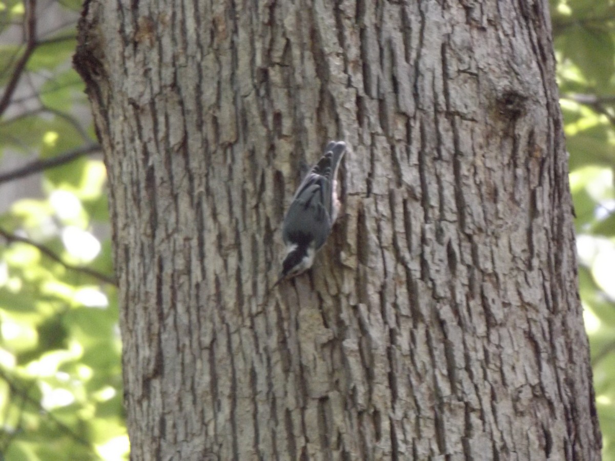 White-breasted Nuthatch - ML253071651