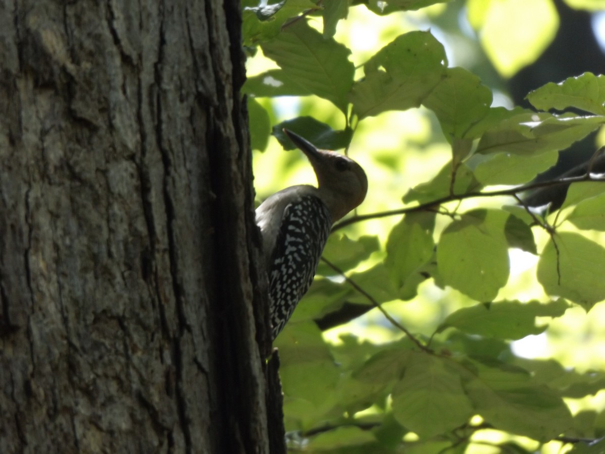 Red-bellied Woodpecker - ML253072291