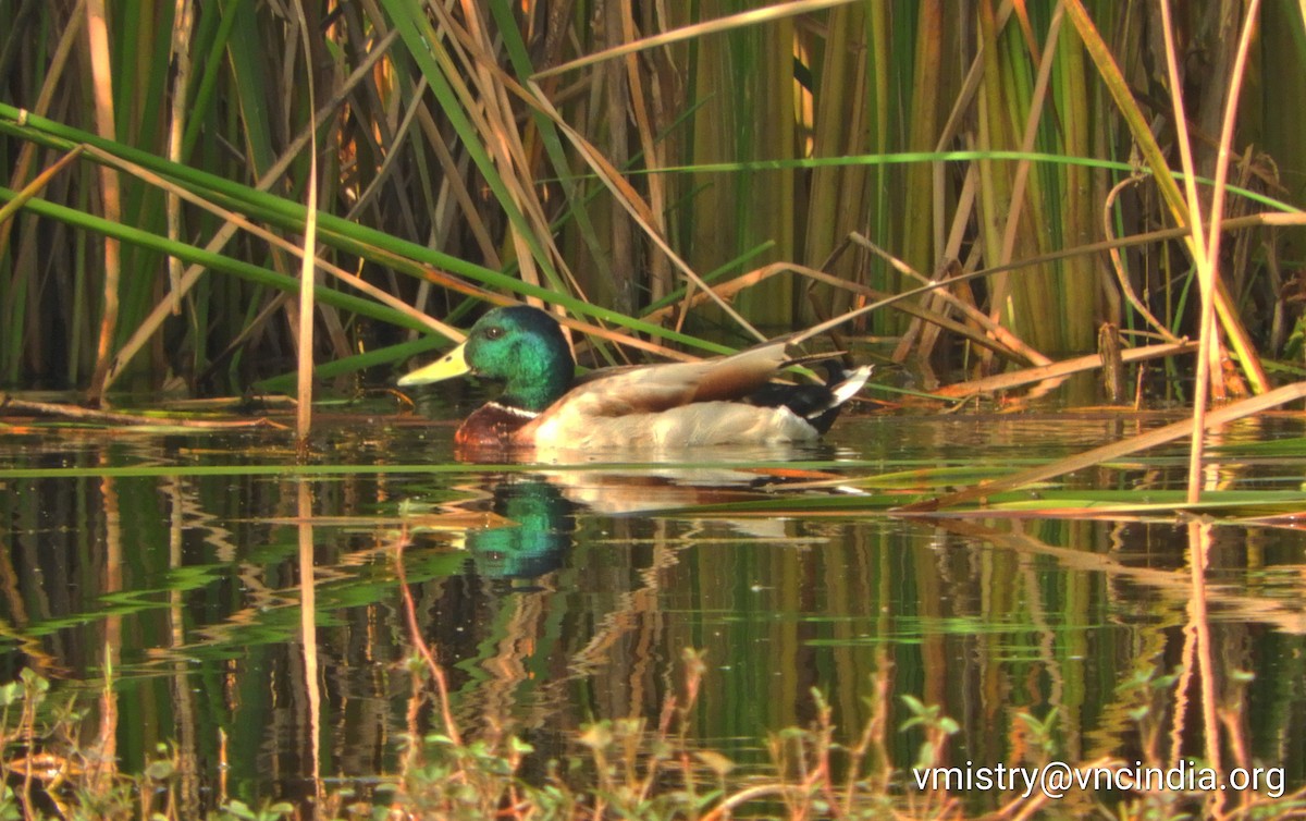 Canard colvert - ML253073101