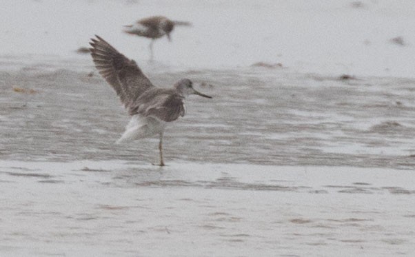 Nordmann's Greenshank - ML253074111