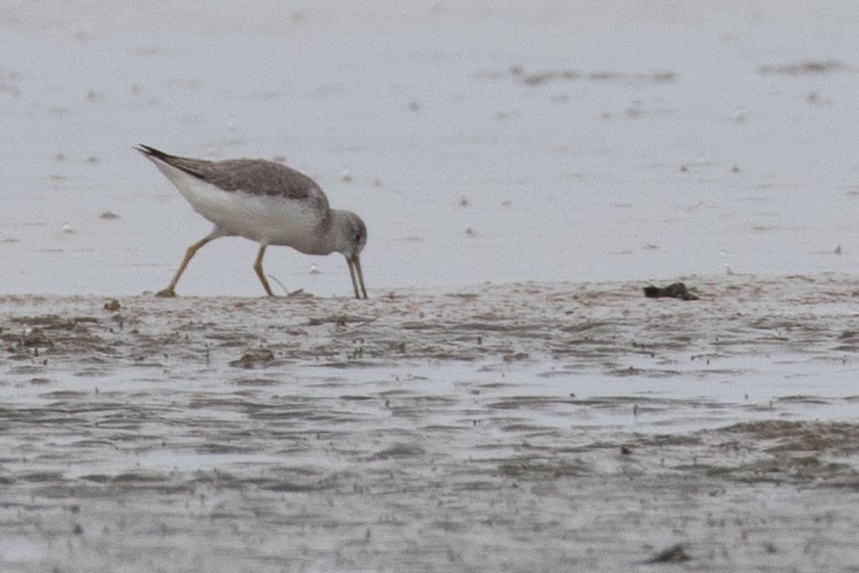 Nordmann's Greenshank - ML253074151