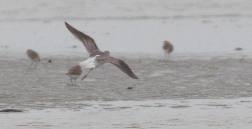 Nordmann's Greenshank - Doug Gochfeld