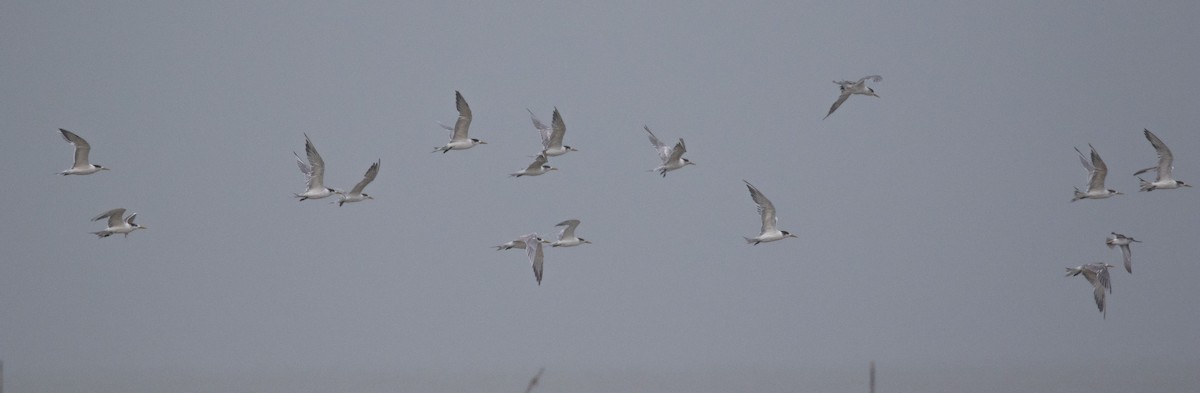 Great Crested Tern - ML253074491