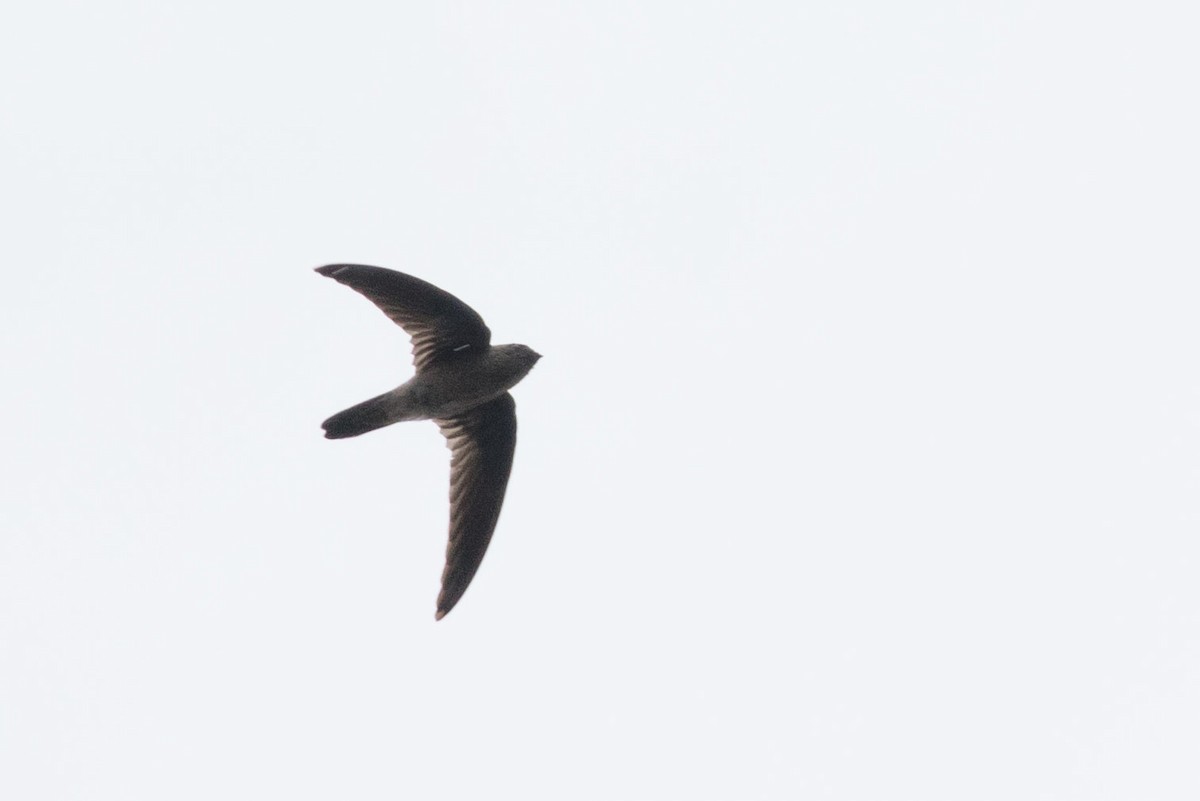 Germain's Swiftlet - ML253074811