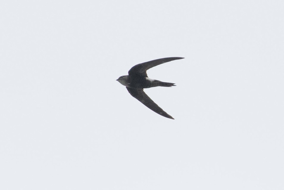 Pacific Swift - ML253074861