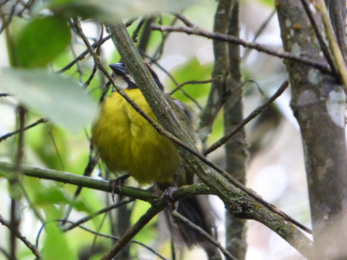 シラヒゲヤブシトド（albofrenatus） - ML253074981