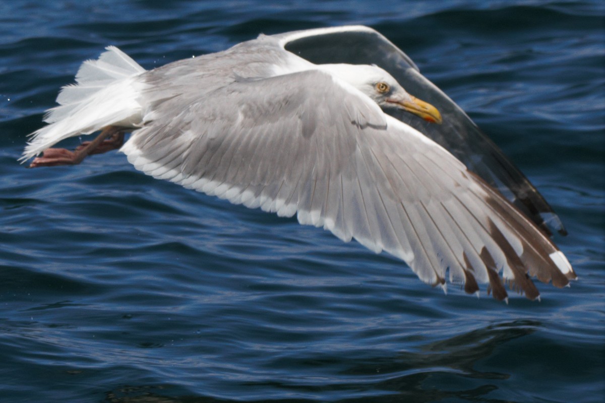 Herring Gull - ML253075321