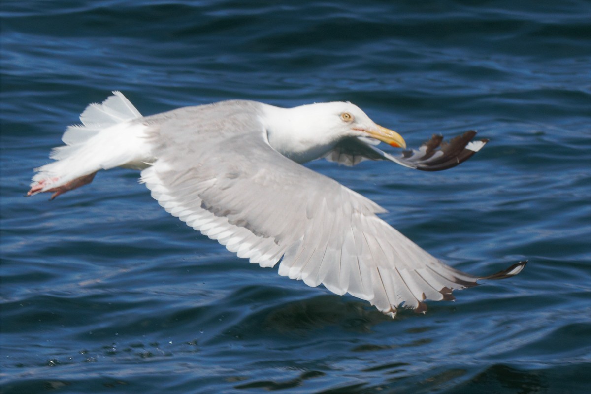 Gaviota Argéntea - ML253075331