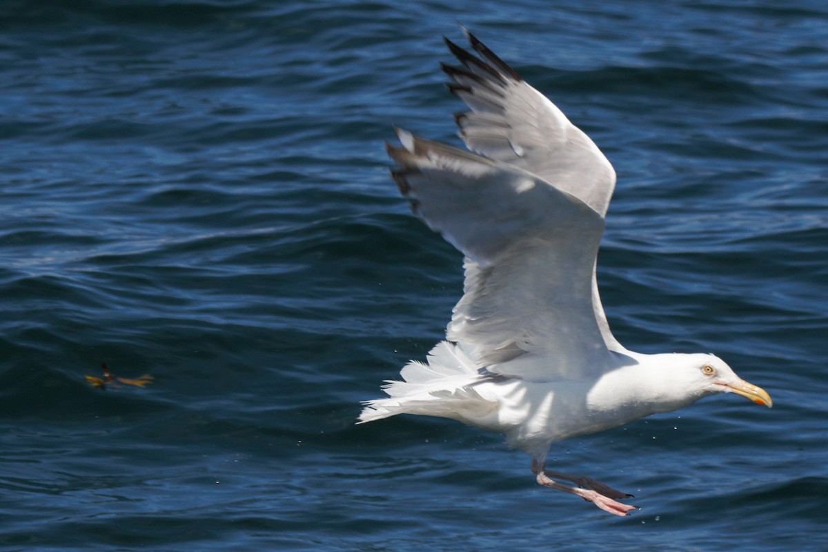 Gaviota Argéntea - ML253075341