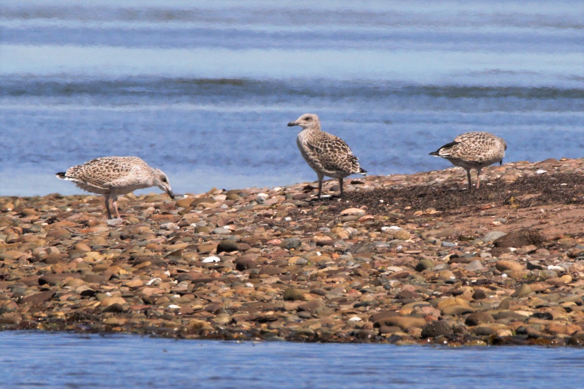 Great Black-backed Gull - ML253075791