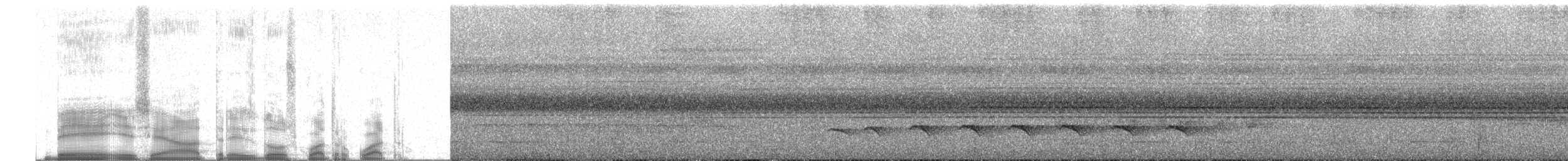 Schwarzscheitel-Ameisenvogel (minor/jensoni) - ML253078