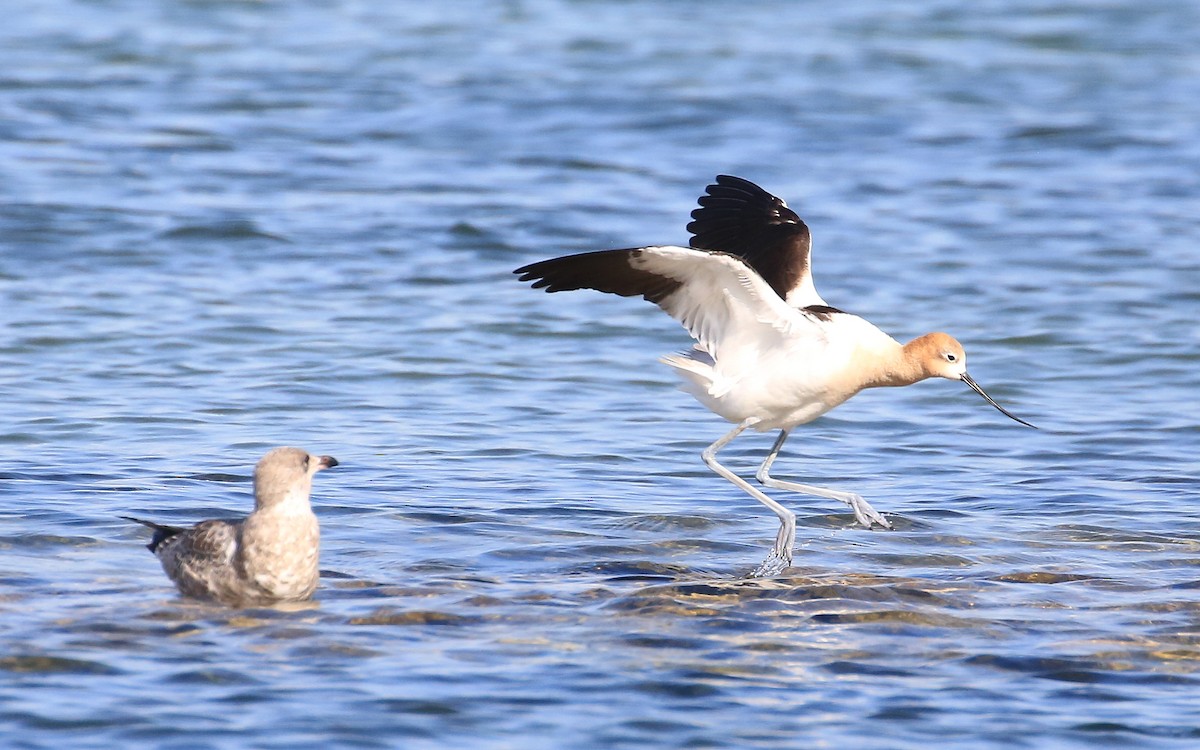 American Avocet - ML253078501