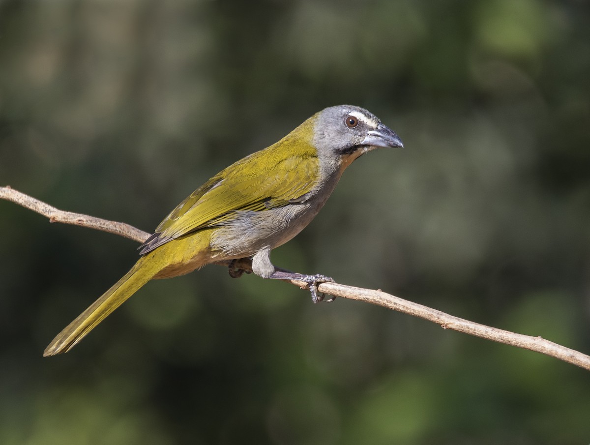 Buff-throated Saltator - ML253079841