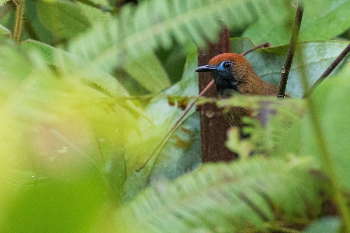 Fluffy-backed Tit-Babbler - ML253080081