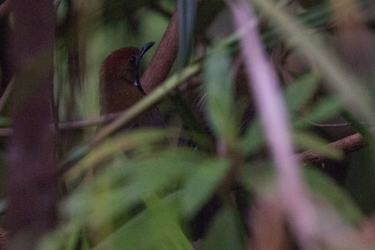 Fluffy-backed Tit-Babbler - ML253080131