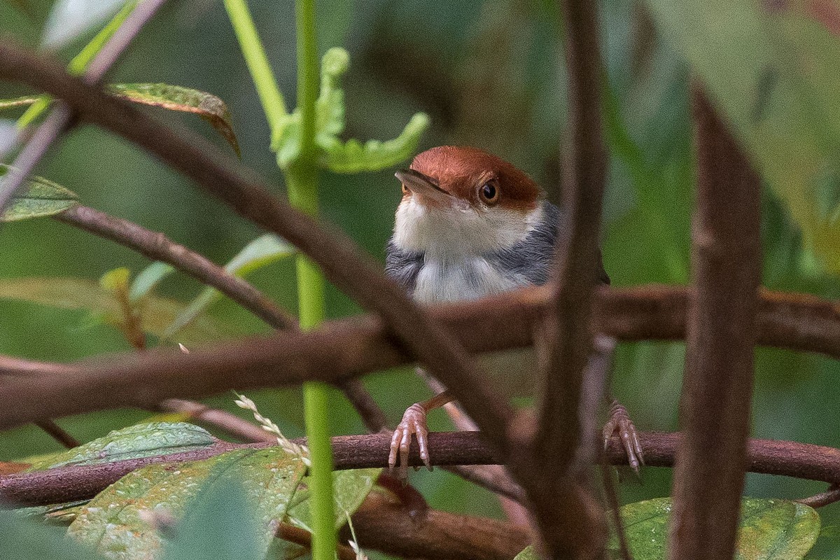 Rufous-tailed Tailorbird - ML253080471