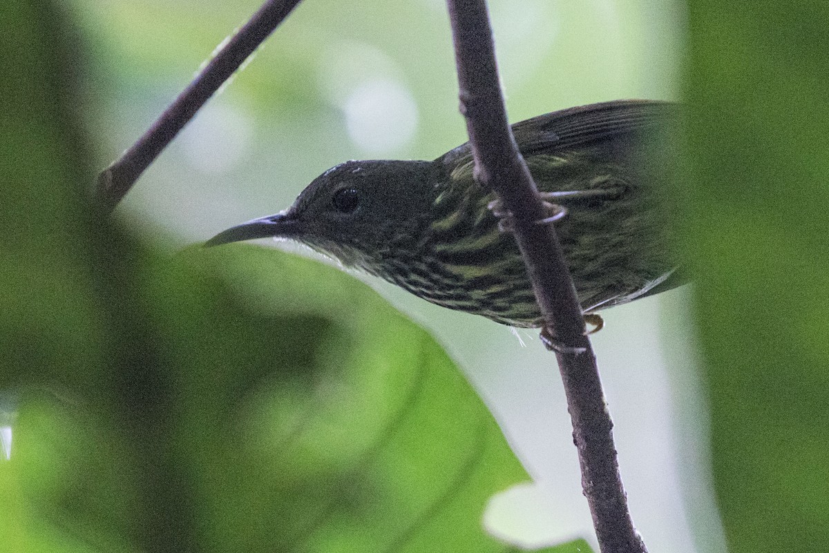 Purple-naped Spiderhunter - ML253081611