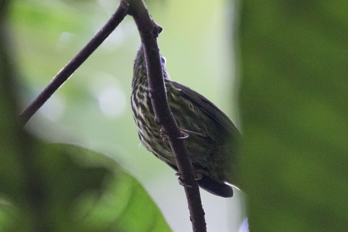 Purple-naped Spiderhunter - ML253081621