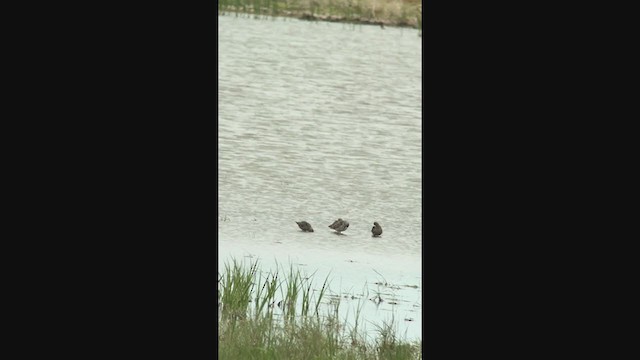 Long-billed Dowitcher - ML253082541