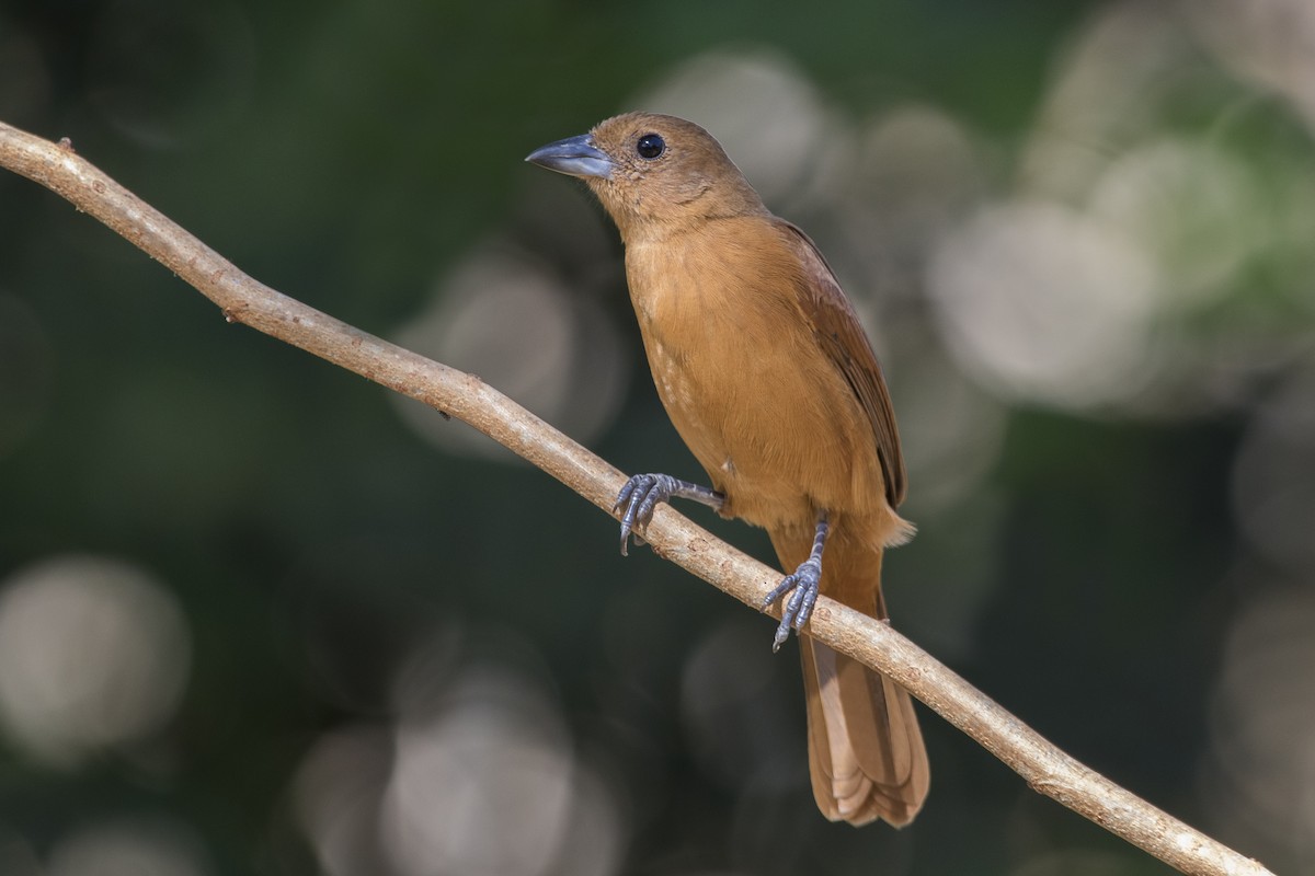 White-lined Tanager - ML253083011