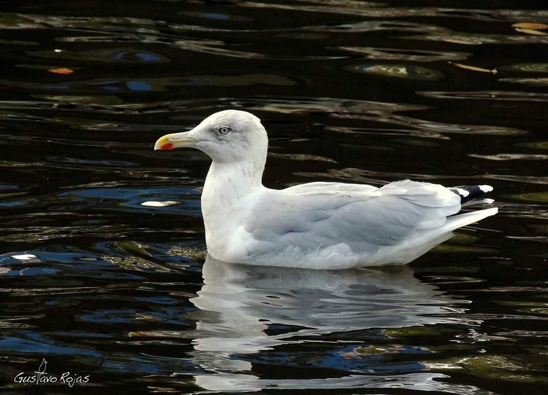 Herring Gull - ML253083391