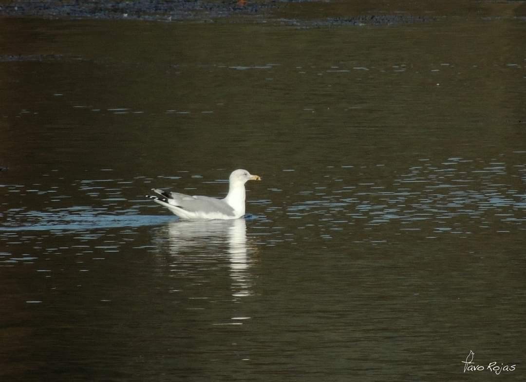 Caspian Gull - ML253083591