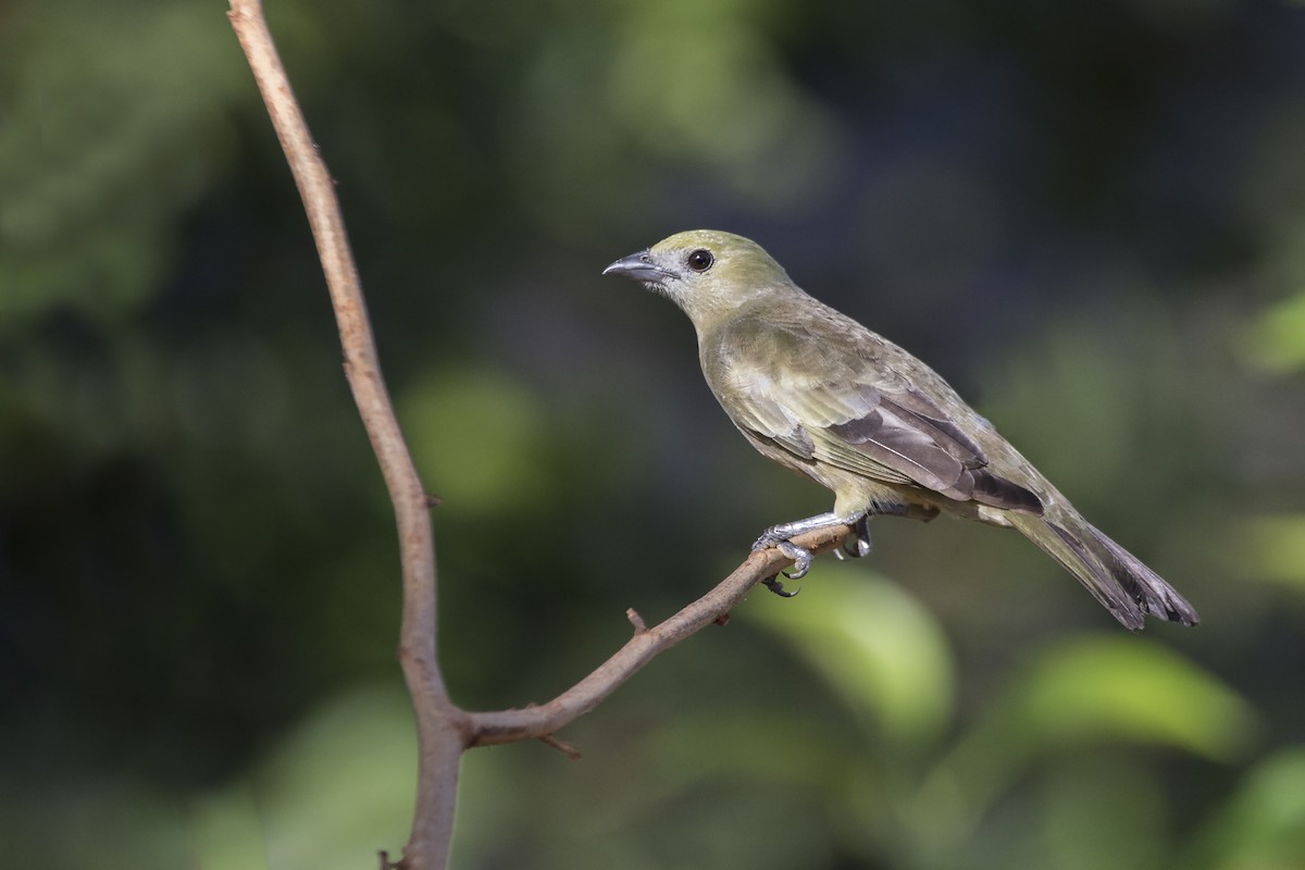 Palm Tanager - ML253083861