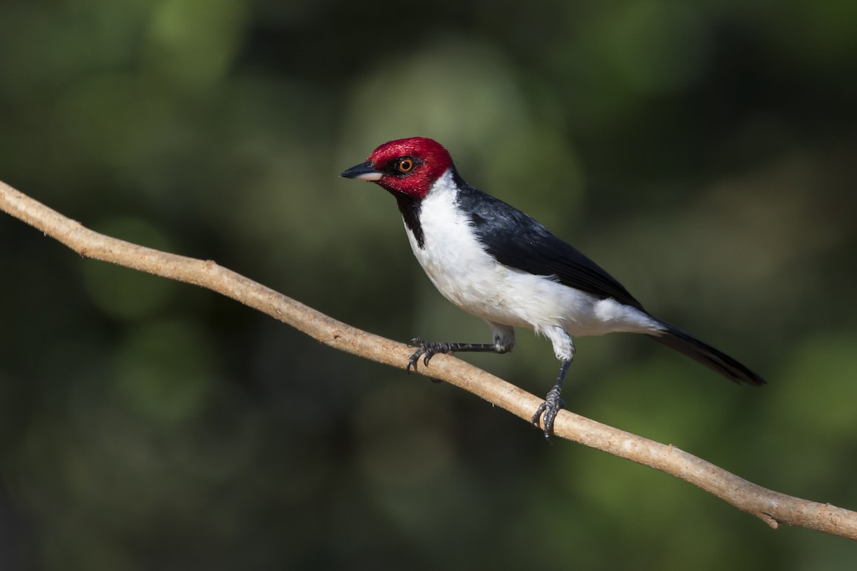 Red-capped Cardinal - ML253084281