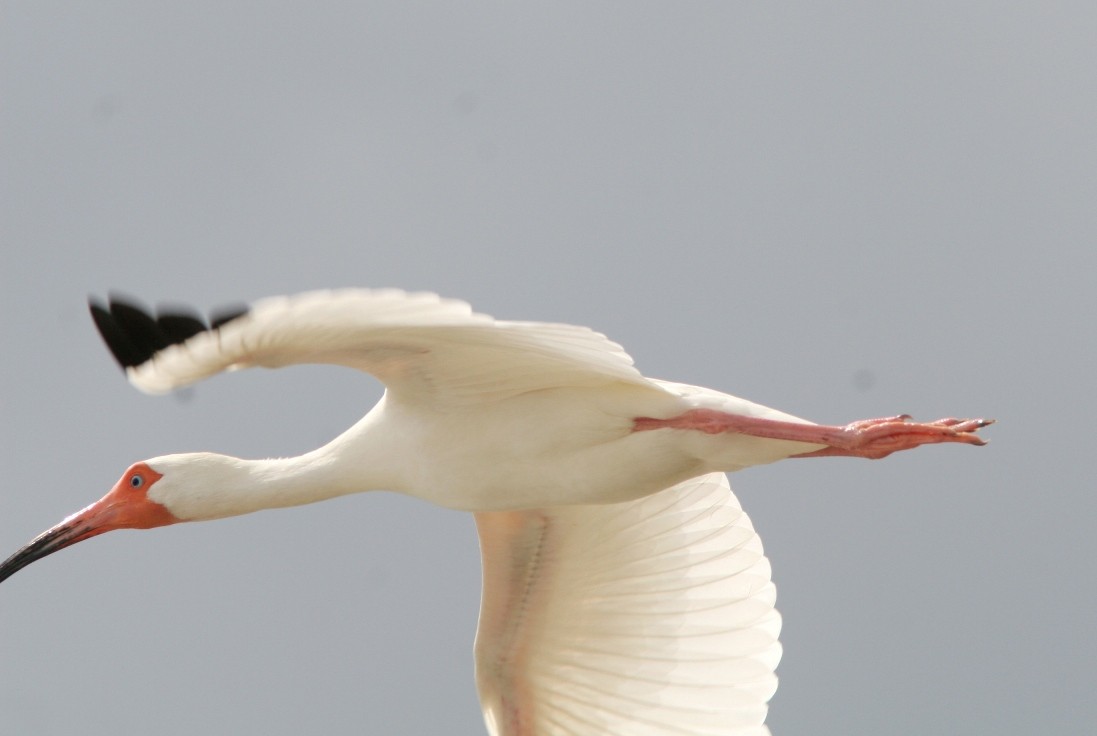 ibis bílý - ML25308451