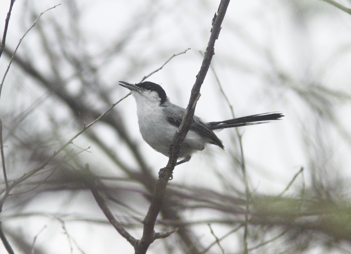 Tropical Gnatcatcher (plumbiceps/anteocularis) - ML253085461